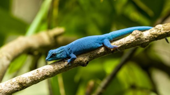 Electric Blue - recurso Gecko Dash: uma lagartixa azul em um galho na floresta