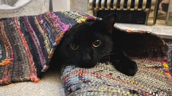 Revisão de Little Kitt, Big City - uma foto do meu próprio gatinho, Xiao, escondido debaixo de um tapete e espiando