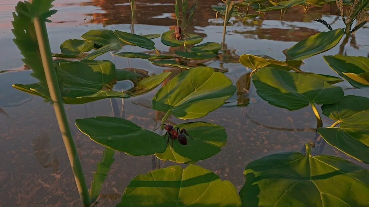 Aranha saltadora em Império das Formigas